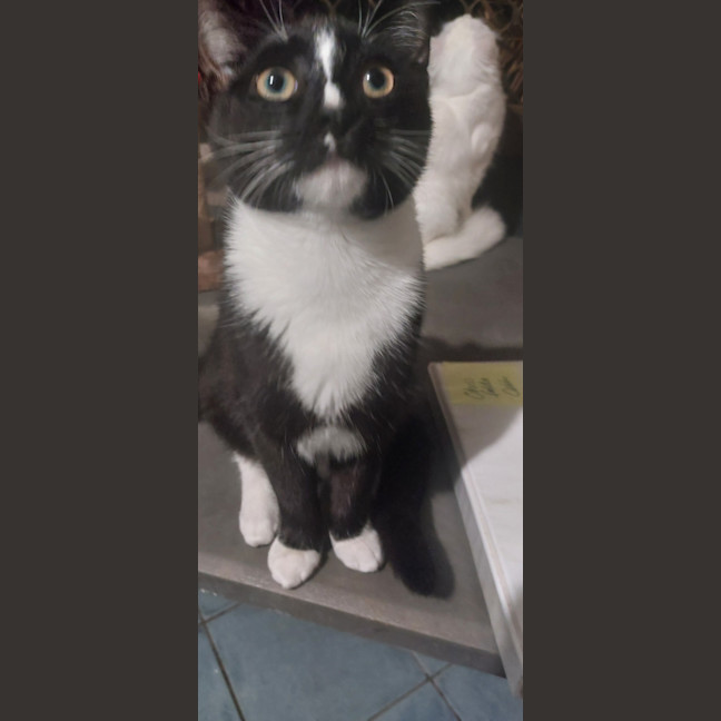 Photo of Checkers