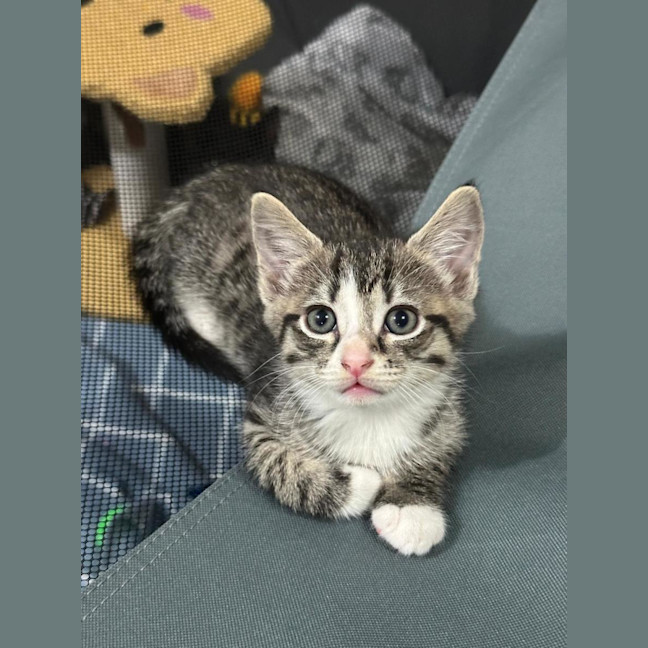 Photo of Yoda