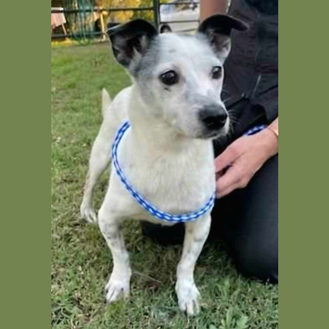 Photo of Clancy   10 Year Old Mixed Breed