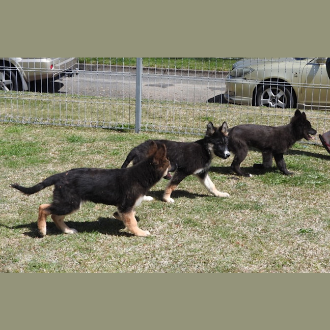 Photo of Blackie   Volk