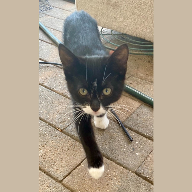 Photo of Foxy Socks Buu