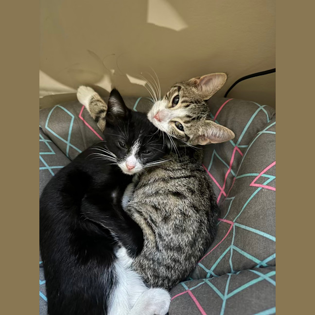 Photo of Alex   4 Month Old Domestic Short Hair