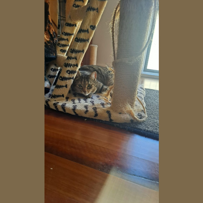 Photo of Luna (Empty The Nest $50 Adoption Special )