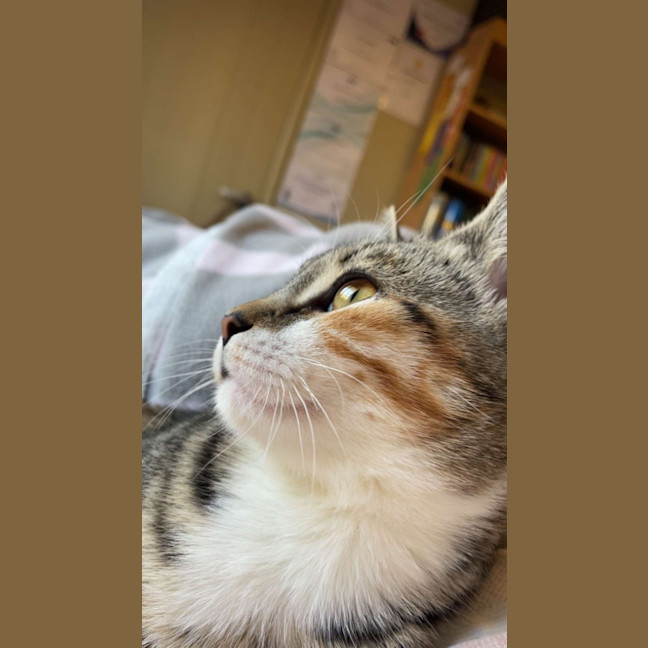 Photo of Stella