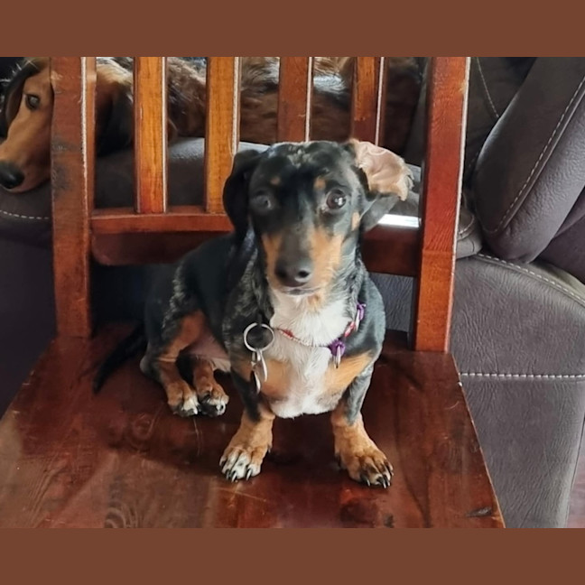 Photo of Mama And Frankie