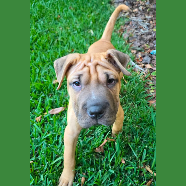 Photo of Bella