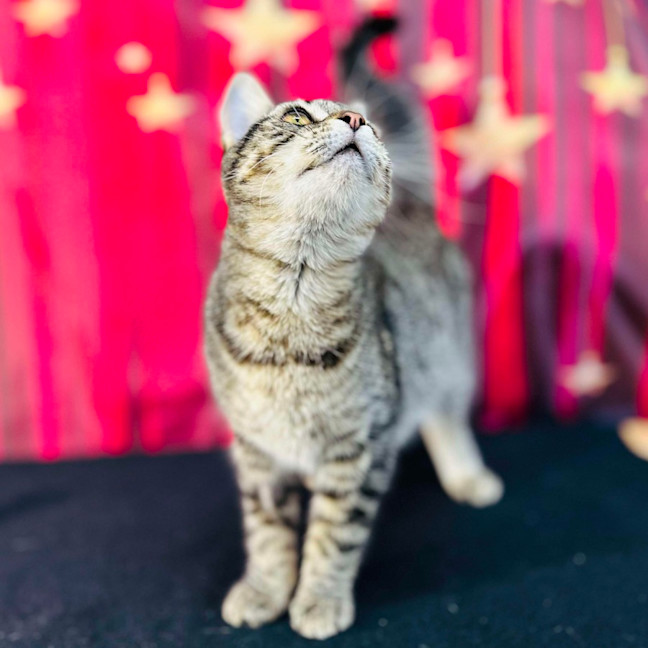 Photo of Giselle   Located In Preston 