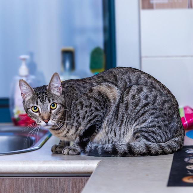 Photo of Jelly Bean (Groot)