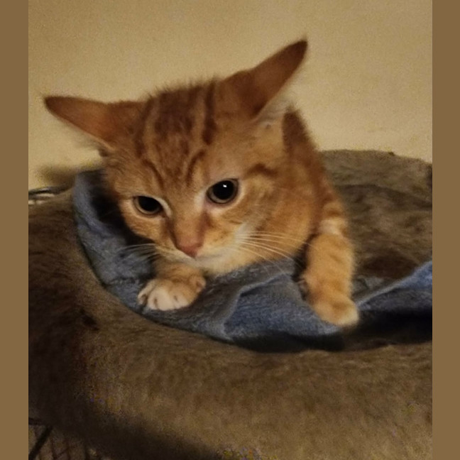 Photo of Tiger