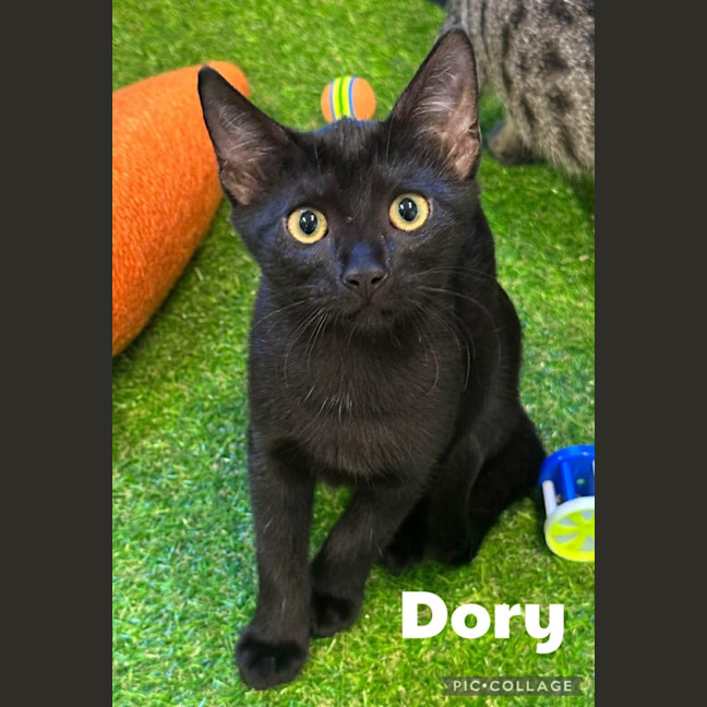 Photo of Dory