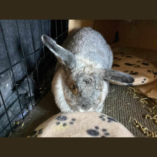 Photo of Abby Cadabby