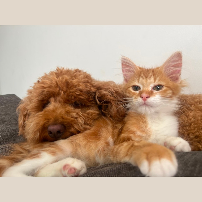 Photo of Ginger Snap