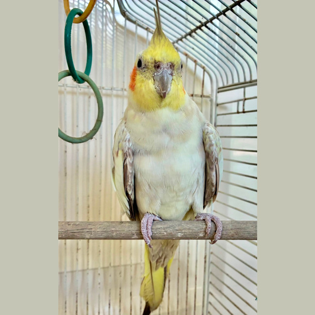 Photo of Pearl