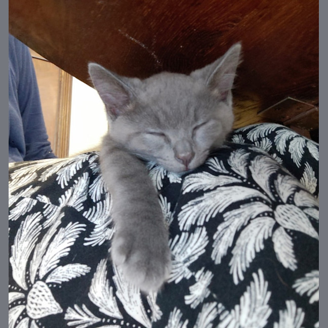 Photo of Pebbles