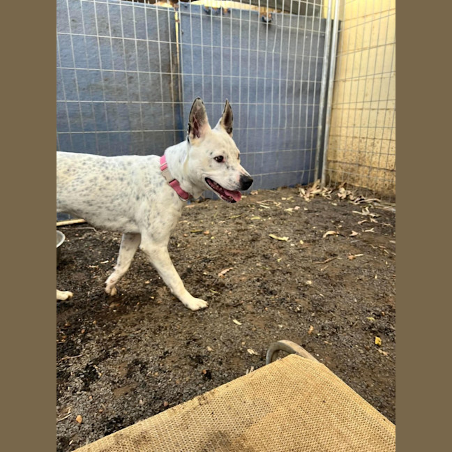 Photo of Dottie