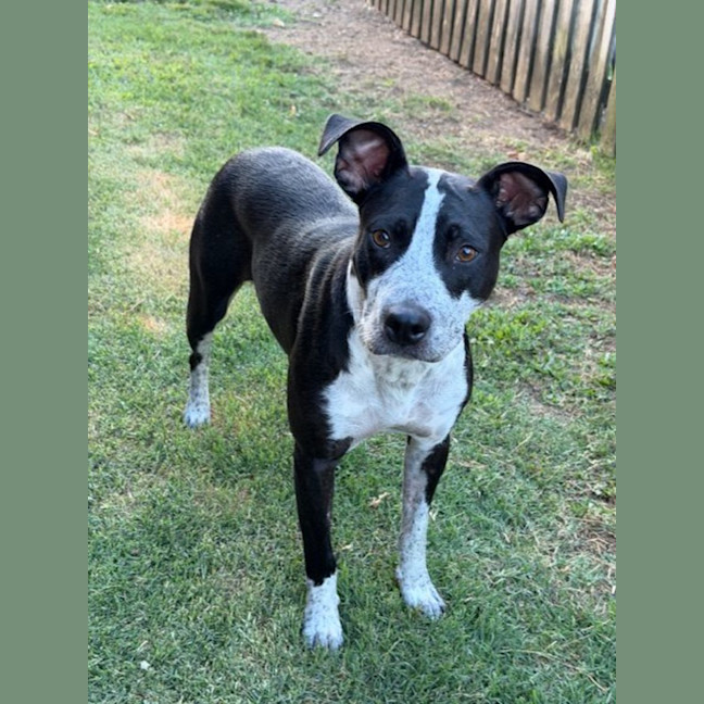 Photo of Narla *$250 Adoption Fee*