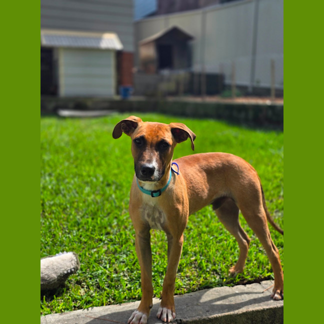 Photo of Teddy   8 Month Old Mixed Breed