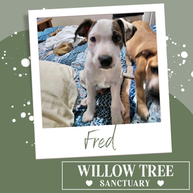 Photo of Fred