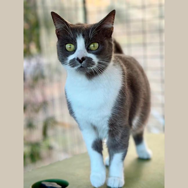 Photo of Smokey