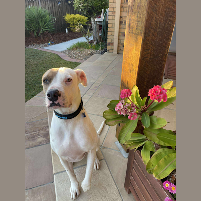 Photo of Dustin *$150 Adoption Fee*