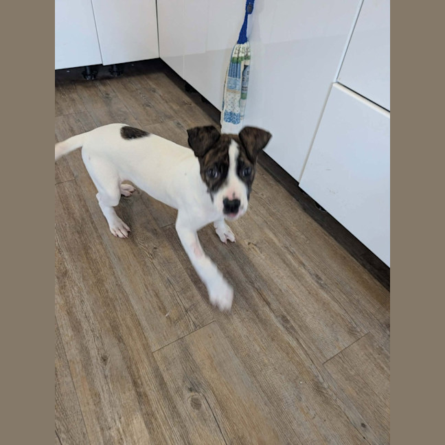 Photo of Buster