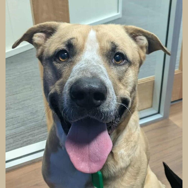 Photo of Barney