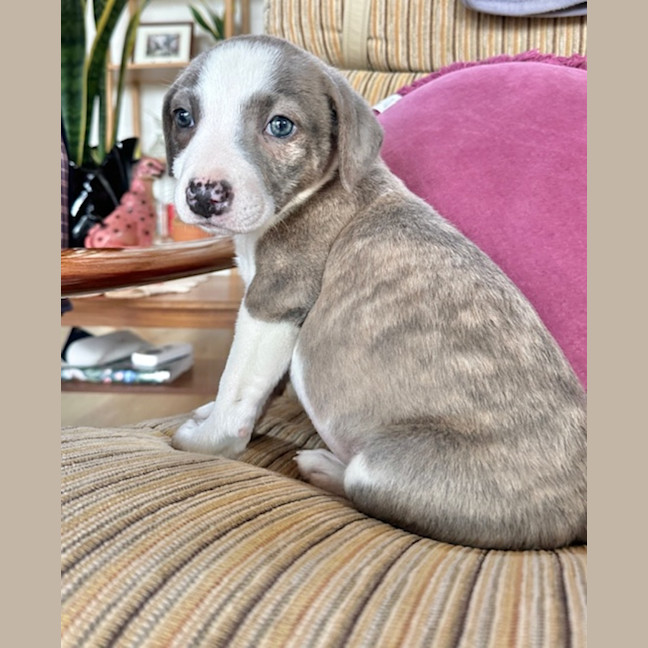 Photo of Riddle