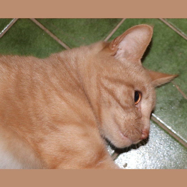 Photo of Fox Now Available At Pet Quarters Broadmeadow