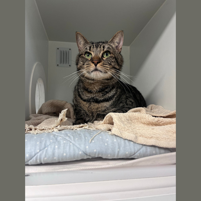 Photo of Toby