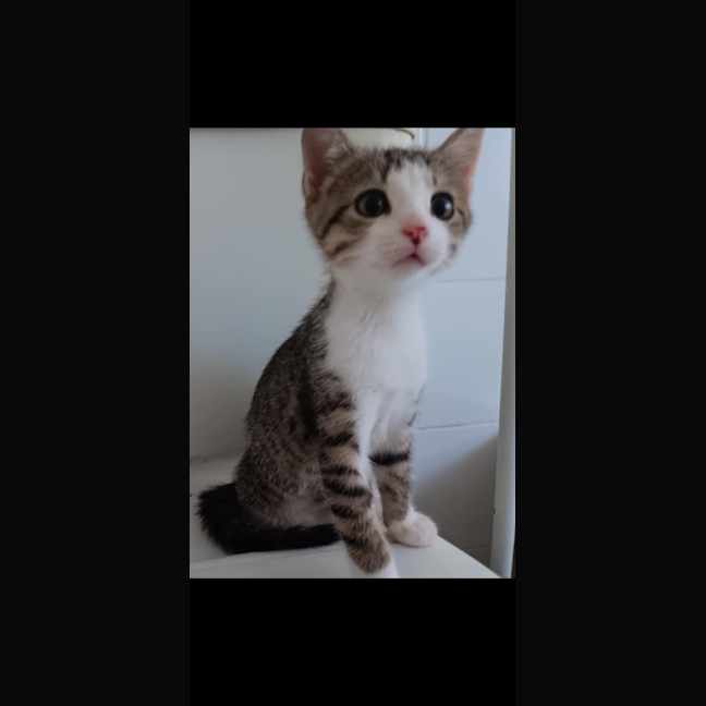 Photo of Soxey