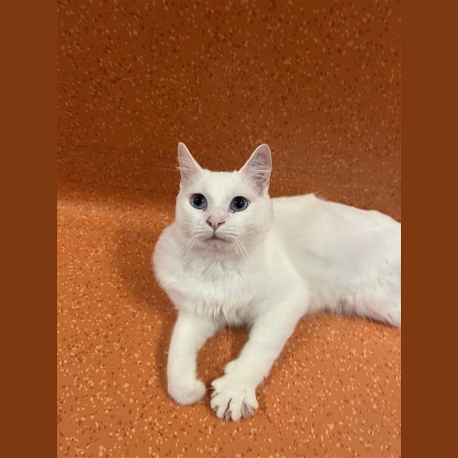 Photo of Marshmallow