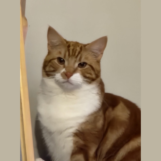Photo of Baron Marmalade