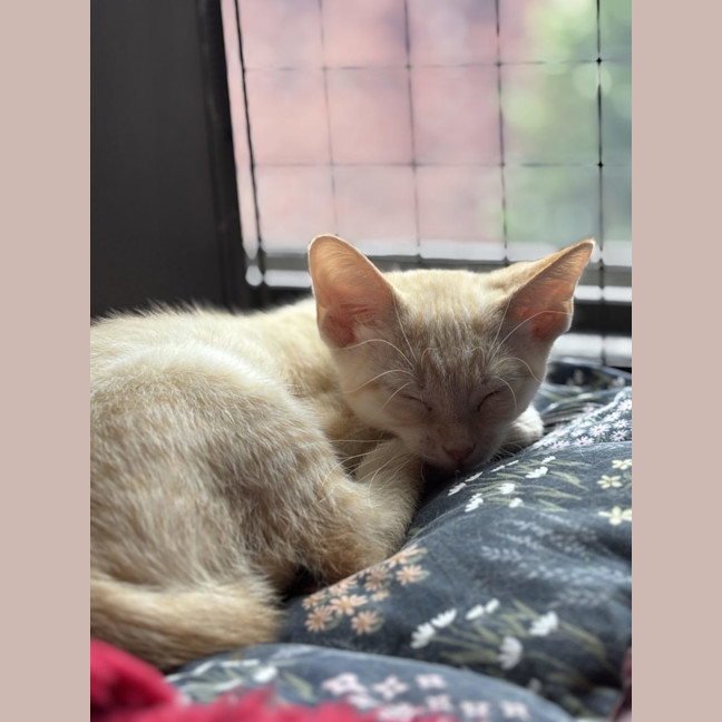 Photo of Perky