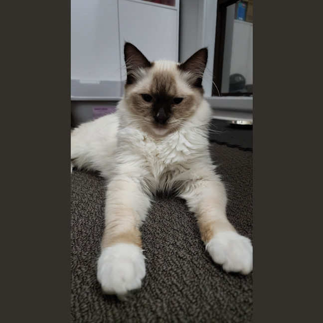 Photo of Zorro
