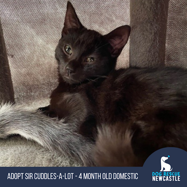 Photo of Sir Cuddles A Lot   6 Month Old Domestic Sh