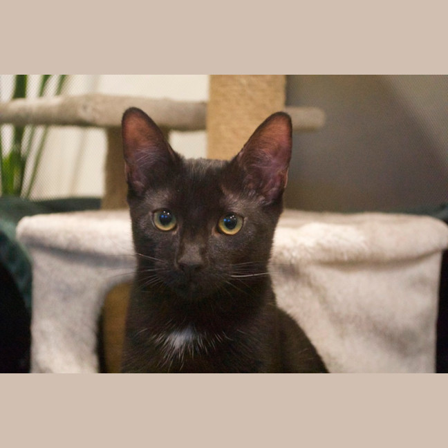 Photo of Mushroom Gravy