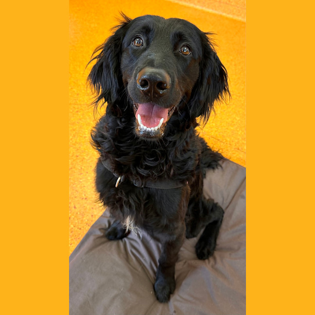 Photo of Chester
