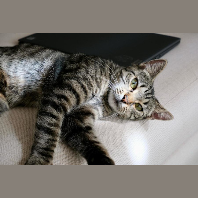 Photo of Sagittarius