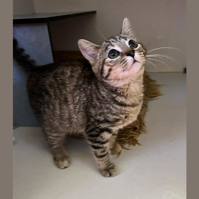 Photo of Tulip