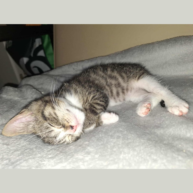 Photo of Dozer