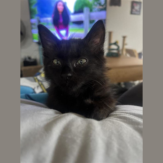 Photo of Smudge (With Puddle)