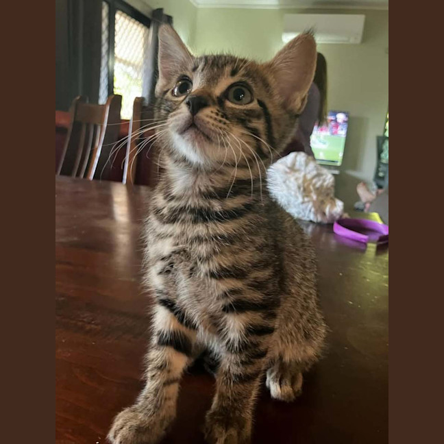 Photo of Woody