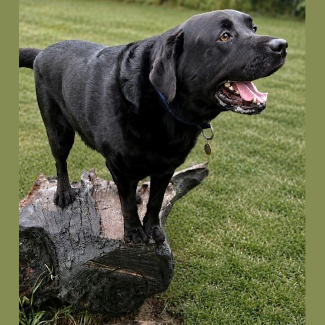 Photo of Scooby