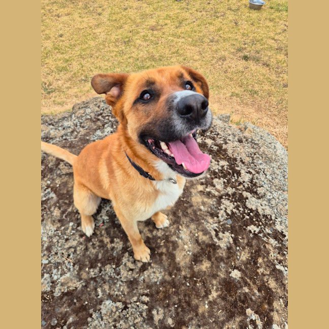 Photo of Ace (67974)