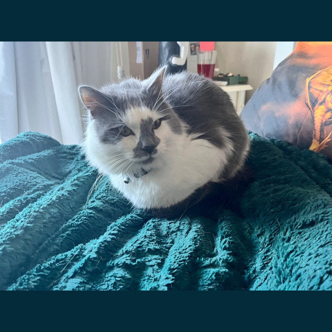 Photo of Mr Whiskers *9 Lives Project Rescue*