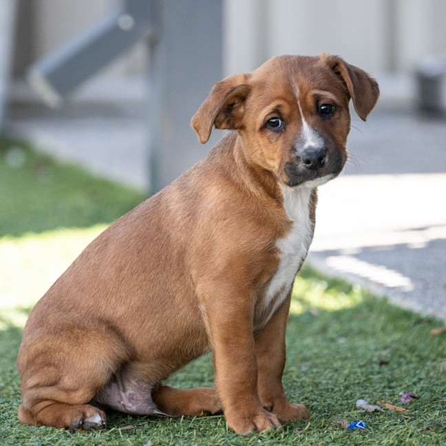 Photo of Banjo