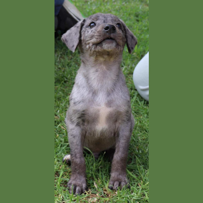 Photo of Pete ~ 10 Week Old, Male, Koolie X Labrador Puppy