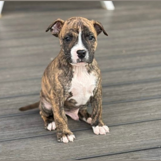 Photo of King Of Hearts 