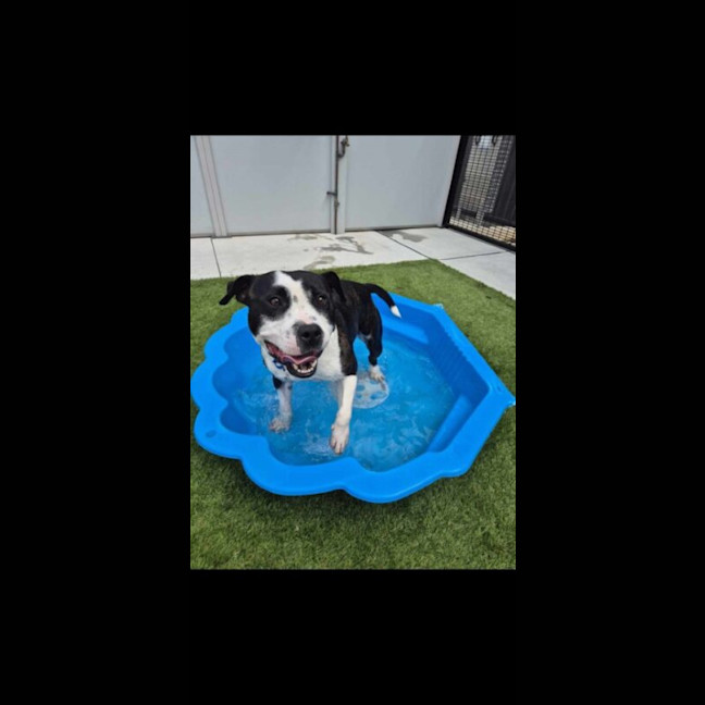 Photo of Smiley