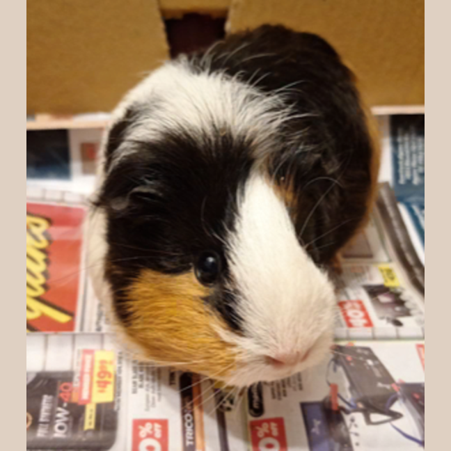 Photo of Maree
